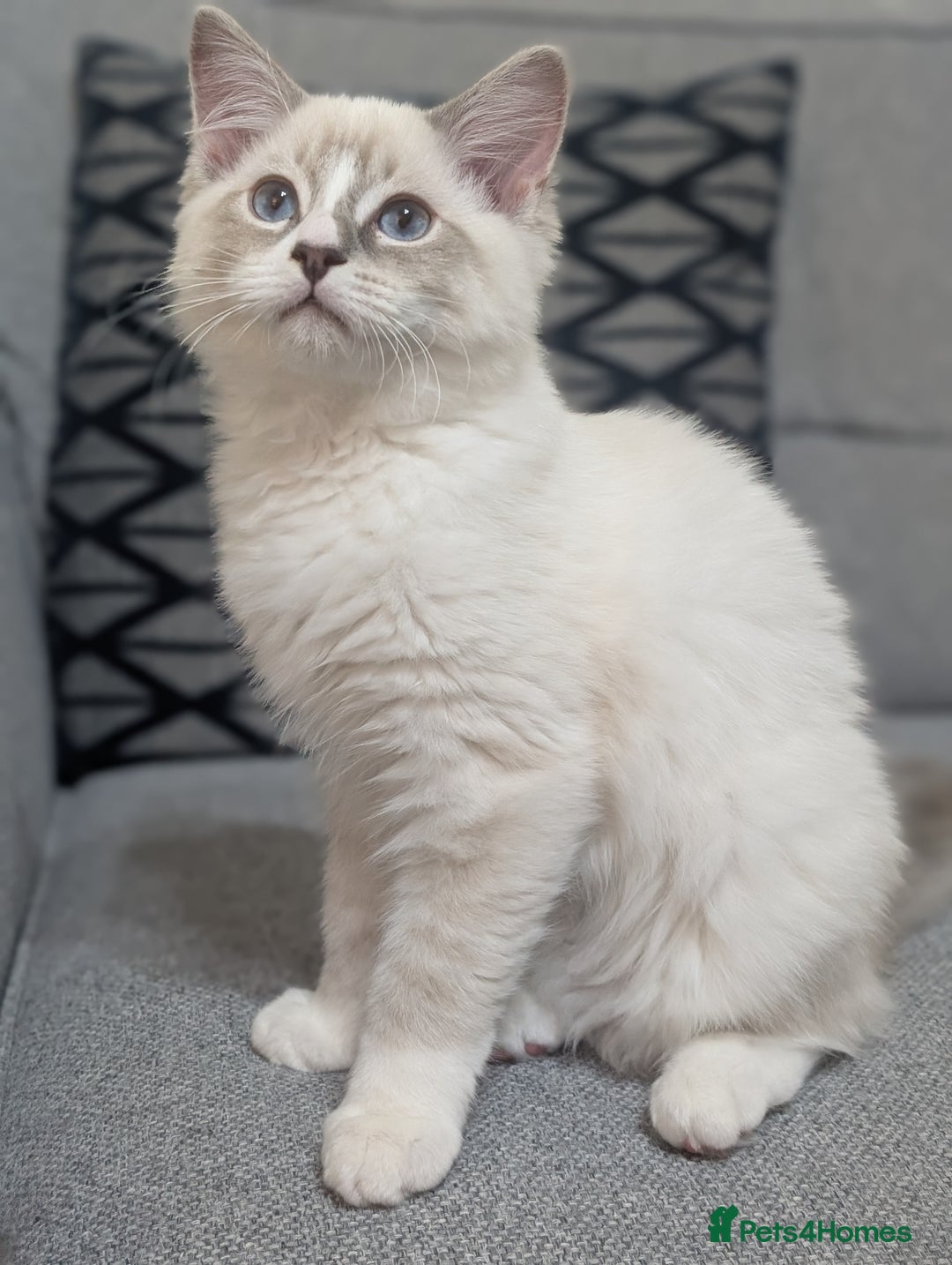Ragdoll cats for sale: *READY NOW* GCCF Ragdoll Kitten Active/Non-Active in Liverpool - Image 6