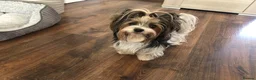 Yorkshire Terrier dogs for sale: One boy left Biewer Terriers! - Advert 16