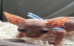 Sphynx cats for sale: Sphynx kittens - Image 3