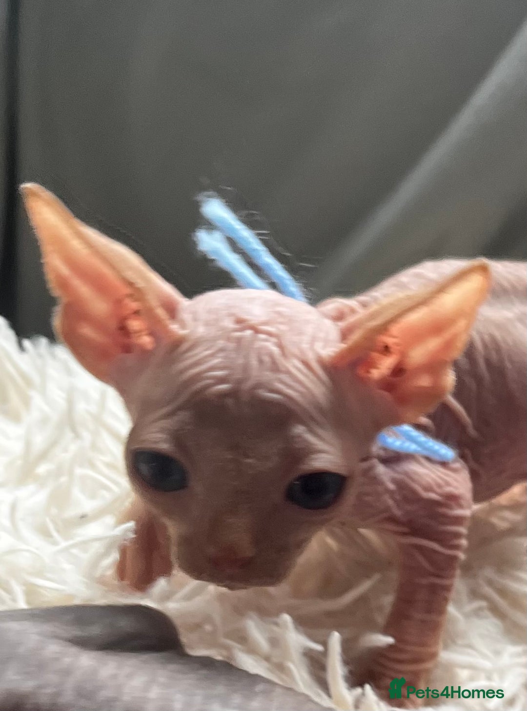 Sphynx cats for sale: Sphynx kittens - Image 3