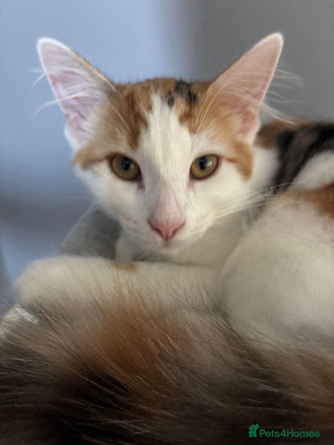 Domestic Shorthair cats for sale: Domestic Shorthair Tortoiseshell - Image 6