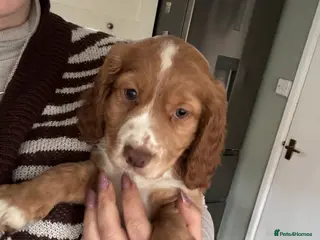 Cocker Spaniel dogs KC registered Cocker spaniel - Advert 3