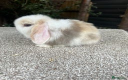 Mini Lop rabbits for sale: Hobby breeder of mini lops bunnies  in Loughborough - Image 24