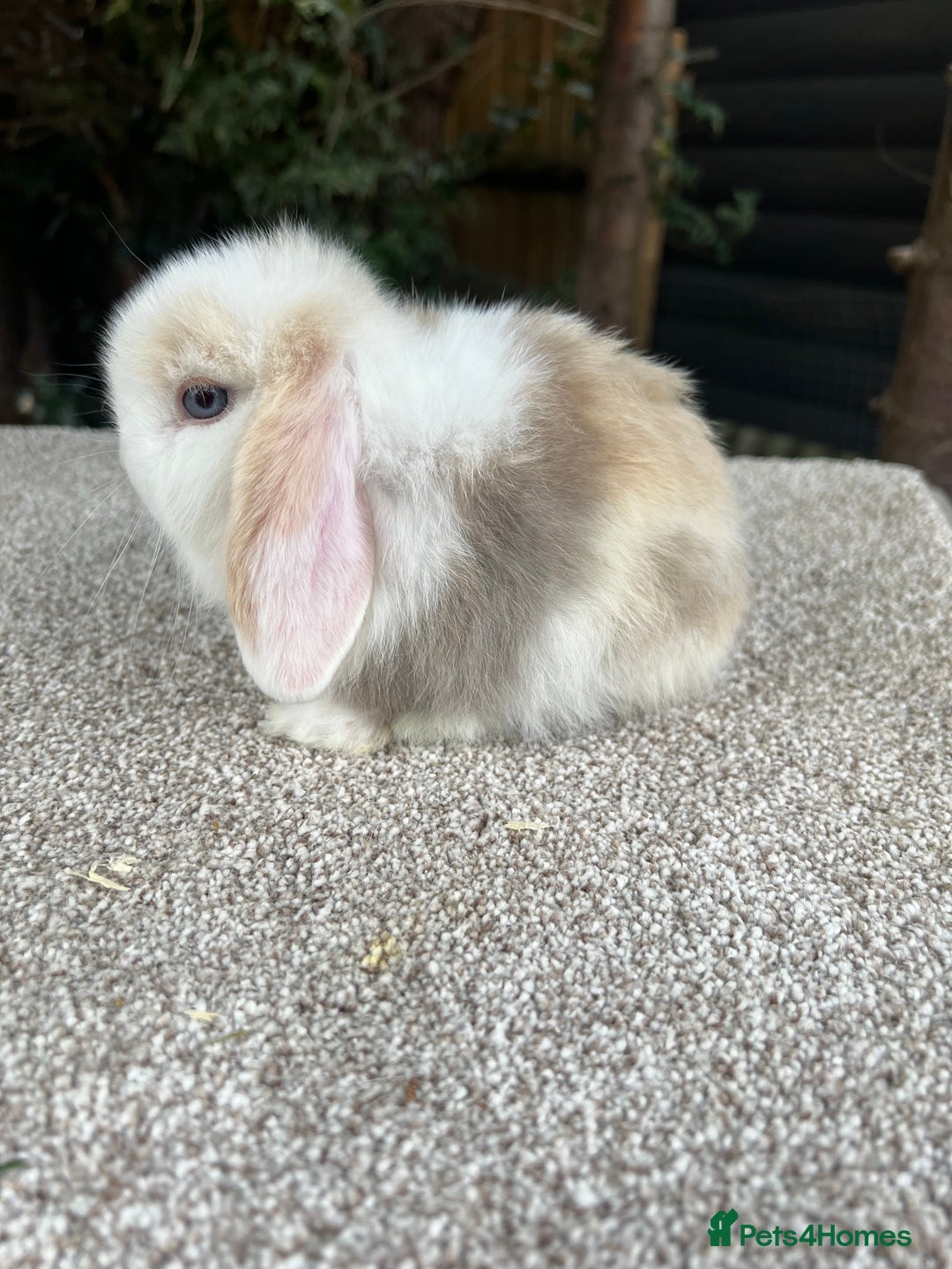 Mini Lop rabbits for sale: Hobby breeder of mini lops bunnies  in Loughborough - Image 24