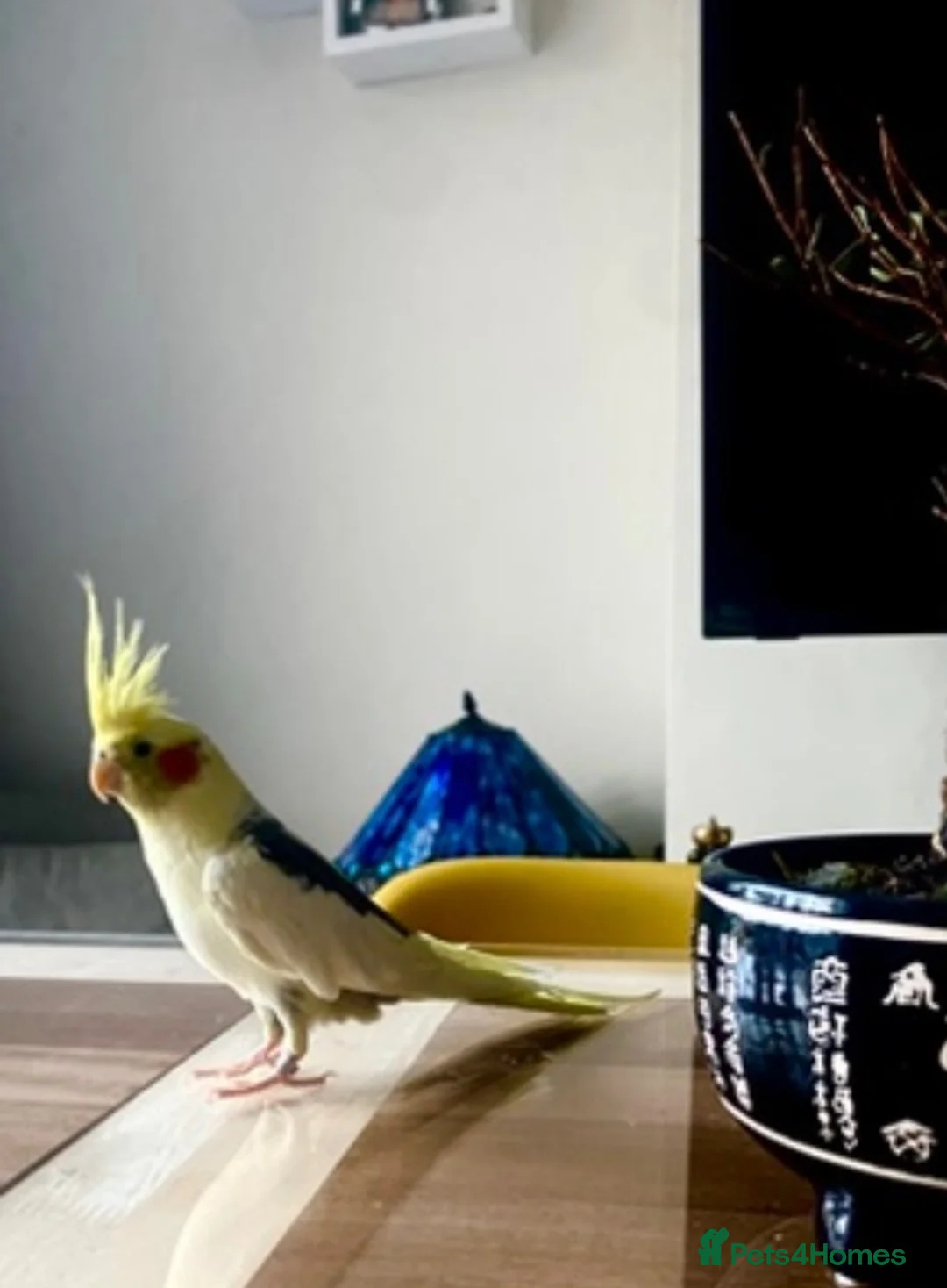 Cockatiels birds for sale: Two Lovely Cockatiels  in London - Advert 2