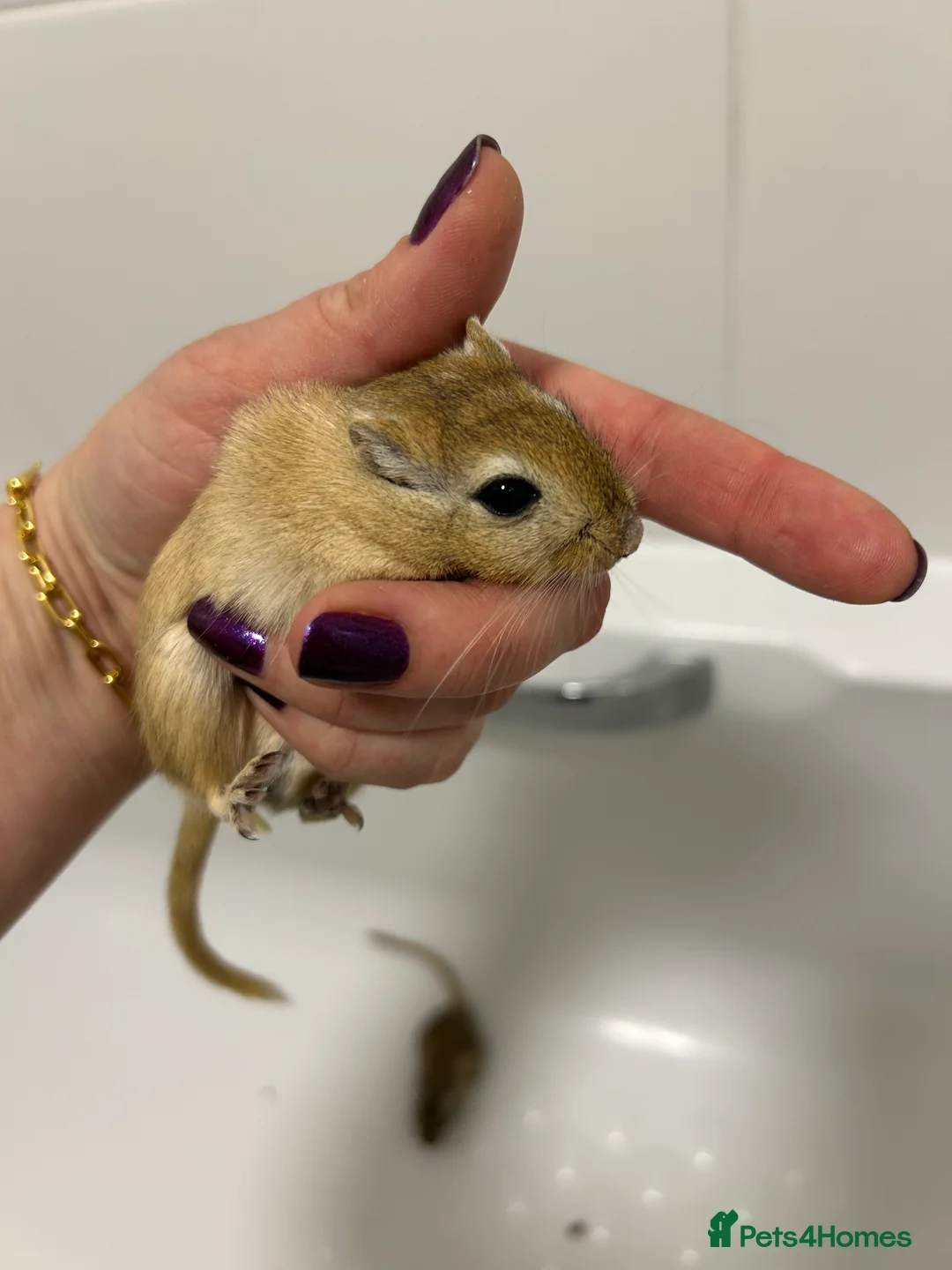 Gerbil rodents for sale: 2 gerbils males with cage and additions  - Advert 2