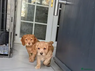 Cocker Spaniel dogs CHAMPION BLOODLINE WORKING COCKER GIRL available - Advert 12