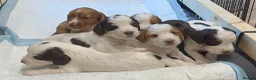 Cocker Spaniel dogs for sale: Working cocker spaniel Puppies  - Advert 2