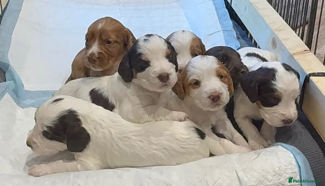 Cocker Spaniel dogs for sale: Working cocker spaniel Puppies  - Advert 2