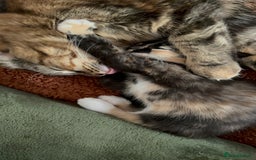 British Shorthair cats for sale: 2 Kittens left for sale! - Image 24