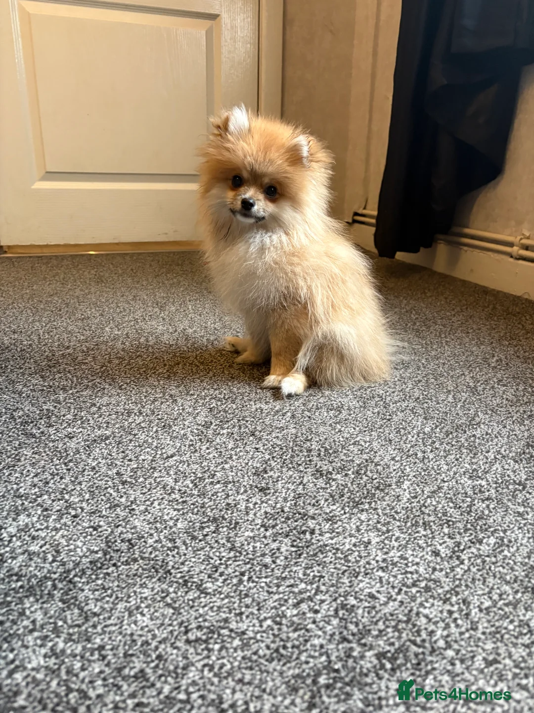 Pomeranian dogs for sale: Pomeranian  - Advert 5