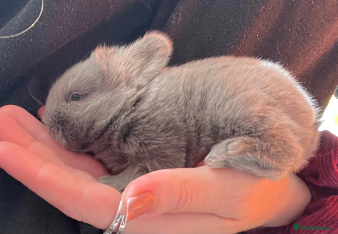 Mini Lion Lop rabbits for sale: 🐰 LION LOPS 🐰 - Advert 3