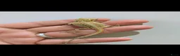 Bearded Dragon reptiles for sale: Stunning baby bearded dragons ( read advert) - Advert 11