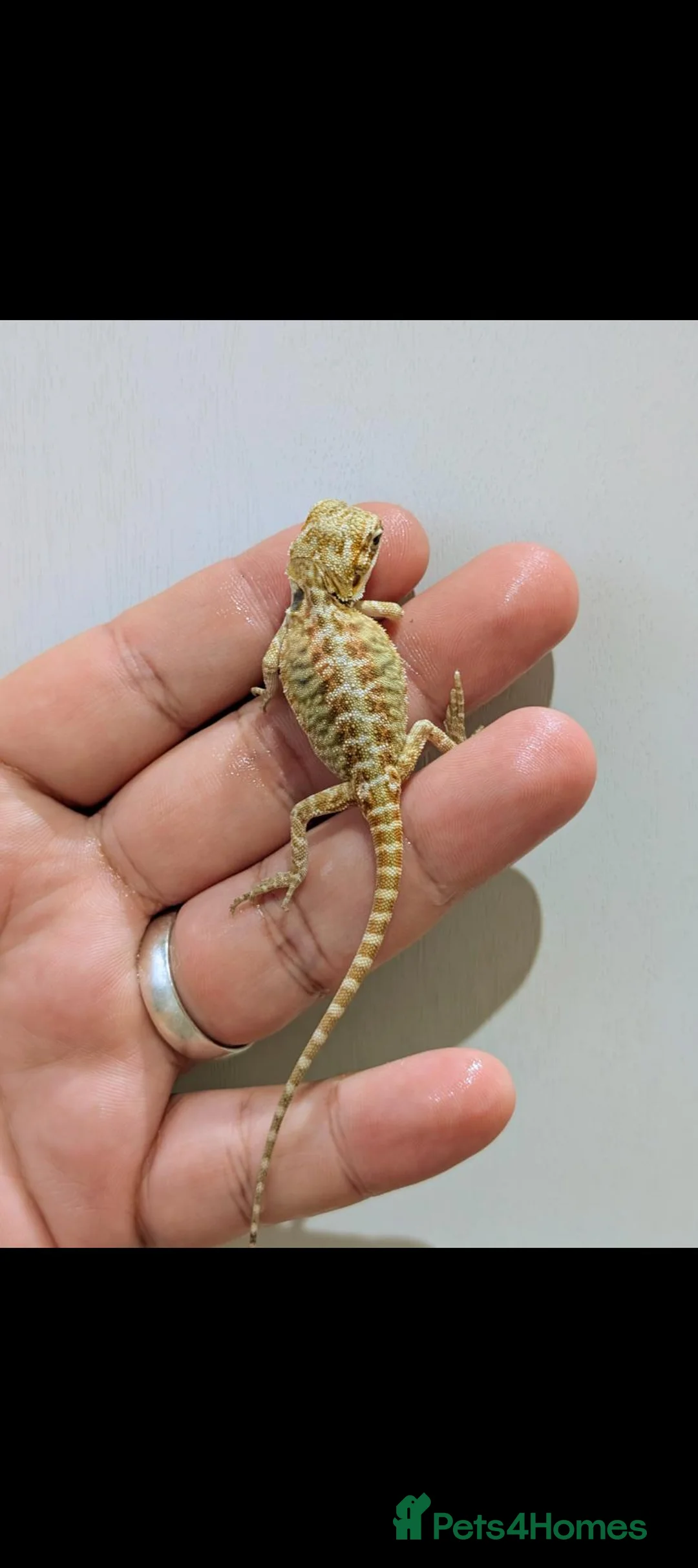 Bearded Dragon reptiles for sale: Stunning baby bearded dragons ( read advert) - Advert 11