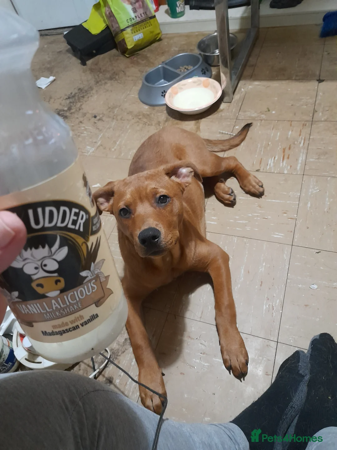 Mixed Breed dogs for sale: 8 month old American bully X rottweiler 'cookie' - Advert 4