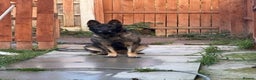 German Shepherd dogs for sale: 3 year old Czech shepherd for sale  - Advert 3