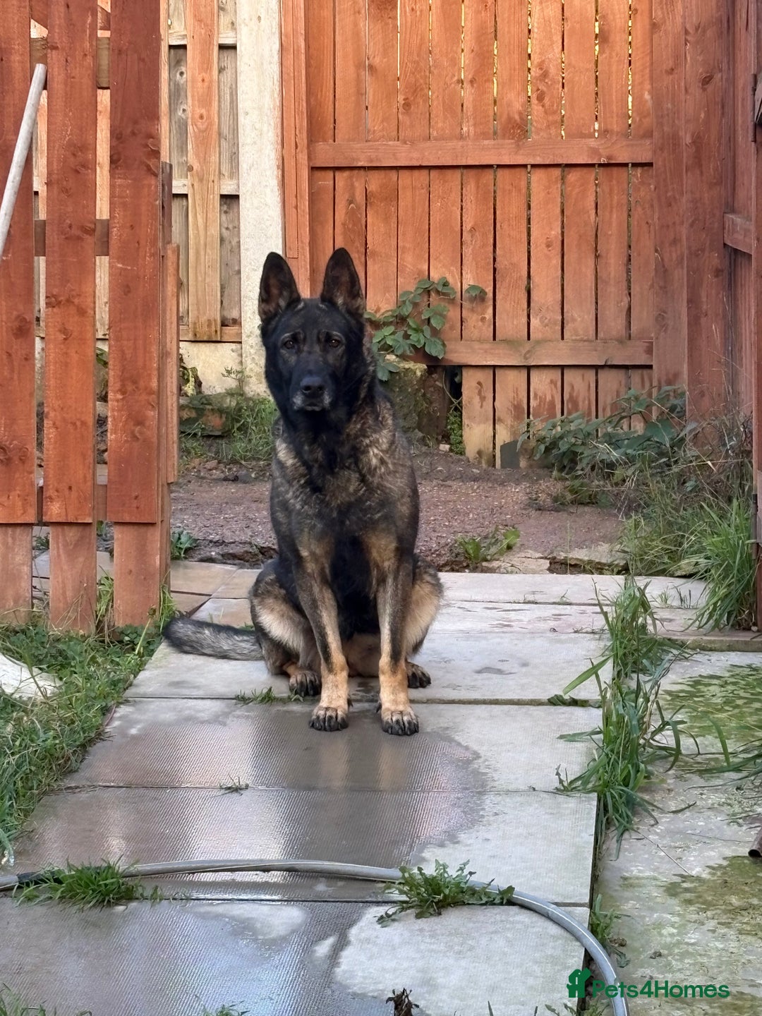 German Shepherd dogs for sale: 3 year old Czech shepherd for sale  - Advert 3