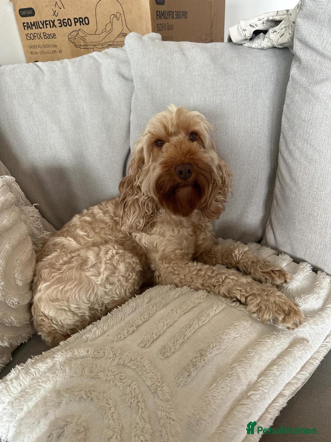 Cockapoo dogs for sale: Female cockapoo rehoming  - Advert 4