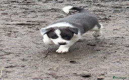 Border Collie dogs for sale: Sheepdog puppies - Advert 3