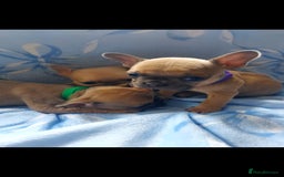 French Bulldog dogs for sale: French bulldog puppies  - Image 3