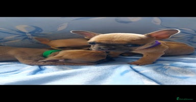 French Bulldog dogs - Advert 6