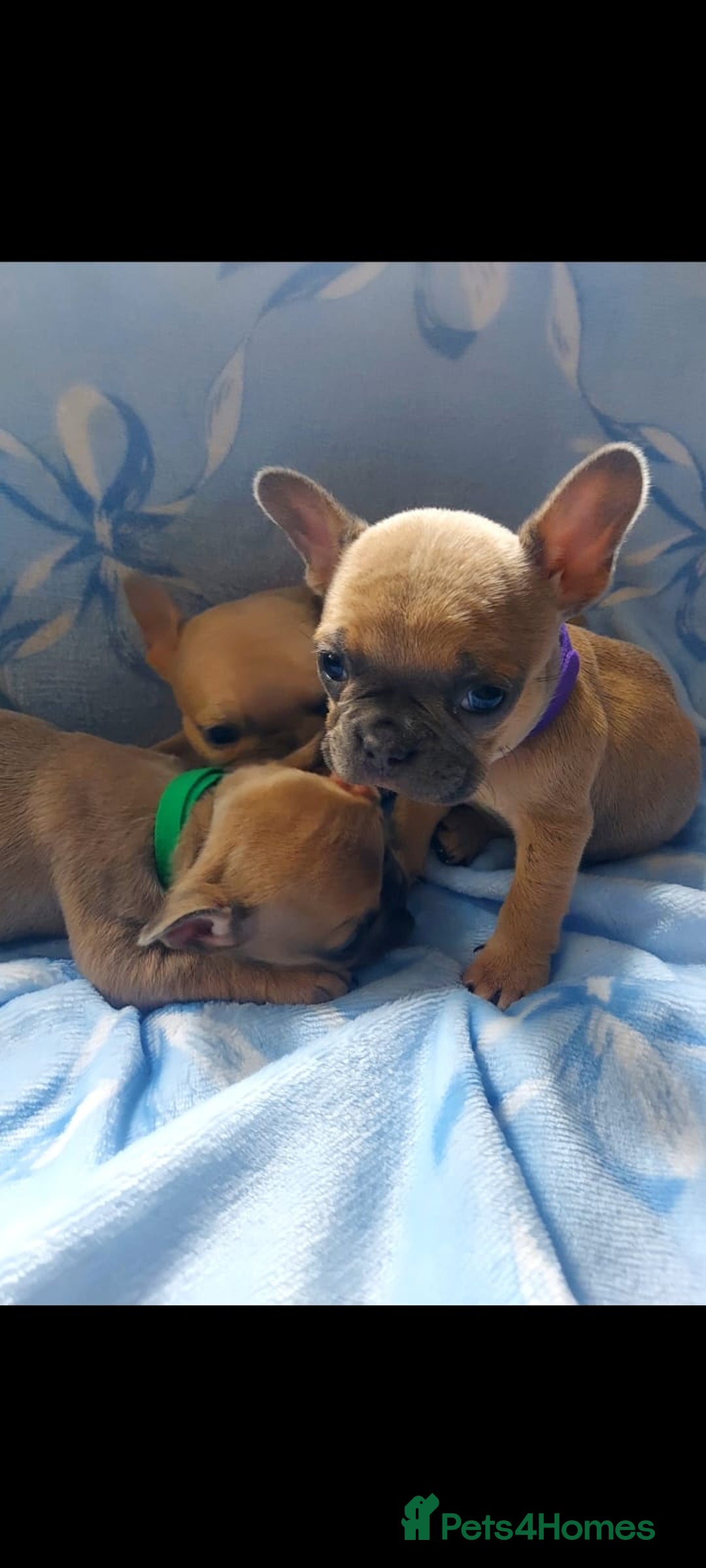 French Bulldog dogs for sale: French bulldog puppies  - Image 3