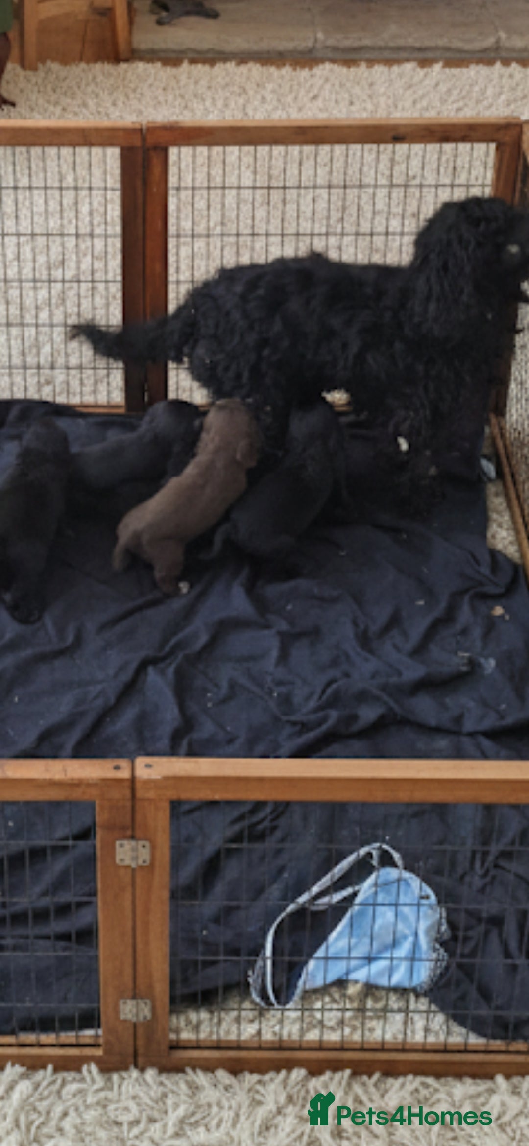 Cockapoo dogs for sale: Gorgeous cockapoo puppies available  - Advert 2
