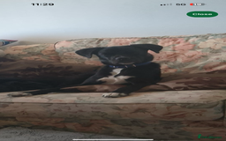 Mixed Breed dogs for sale: Milo the Pug X Collie  - Image 15