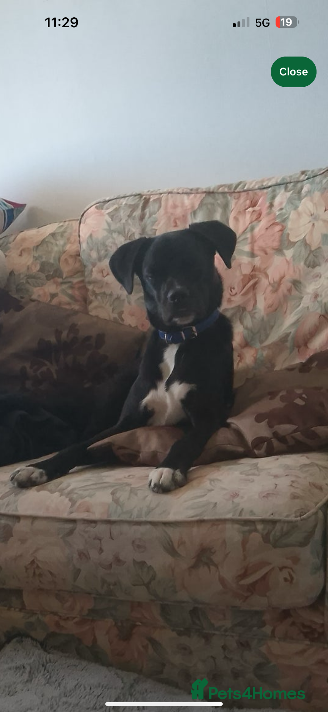 Mixed Breed dogs for sale: Milo the Pug X Collie  - Image 15