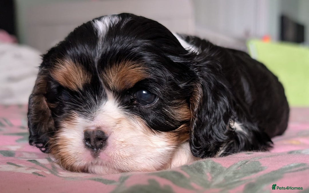 Cavalier King Charles Spaniel dogs for sale: KC Health Tested Cavalier King Charles Puppy  - Image 7