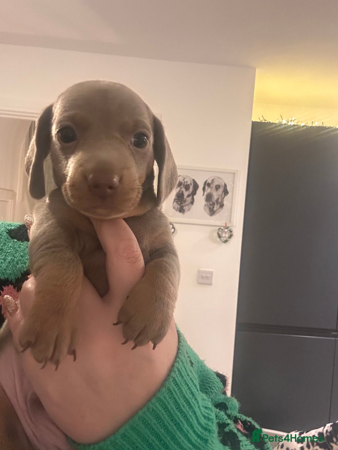 Miniature Dachshund dogs for sale: KC REGISTERED STUNNING MINATURE DACHSHUND PUPS❤️ - Advert 12