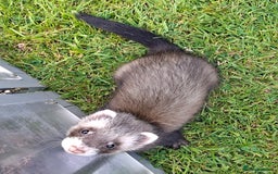Ferret rodents for sale: Male (hob) ferret - Image 3