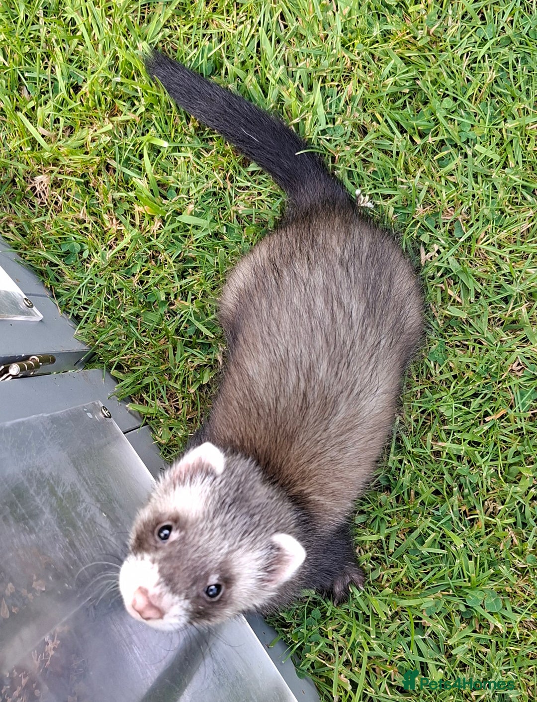 Ferret rodents for sale: Male (hob) ferret - Image 3