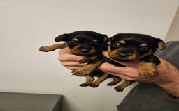 Mixed Breed dogs for sale: Yorkie x daxy puppies  - Image 3