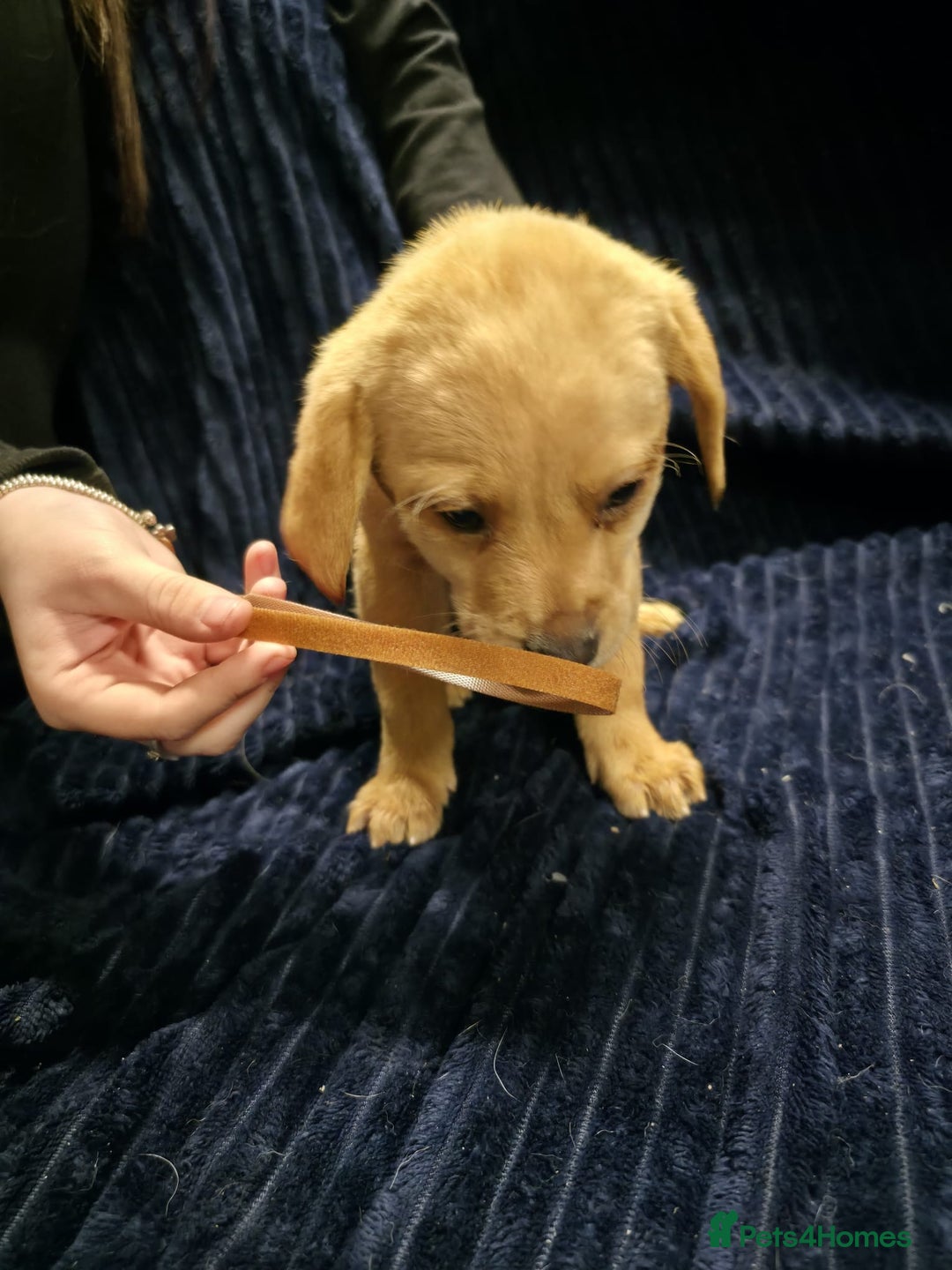 Labrador Retriever dogs for sale: Golden Labrador puppies  - Image 30