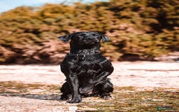 Labrador Retriever dogs for sale: Amazing Red/Black Lab Pups To Loving Pet Families - Image 10