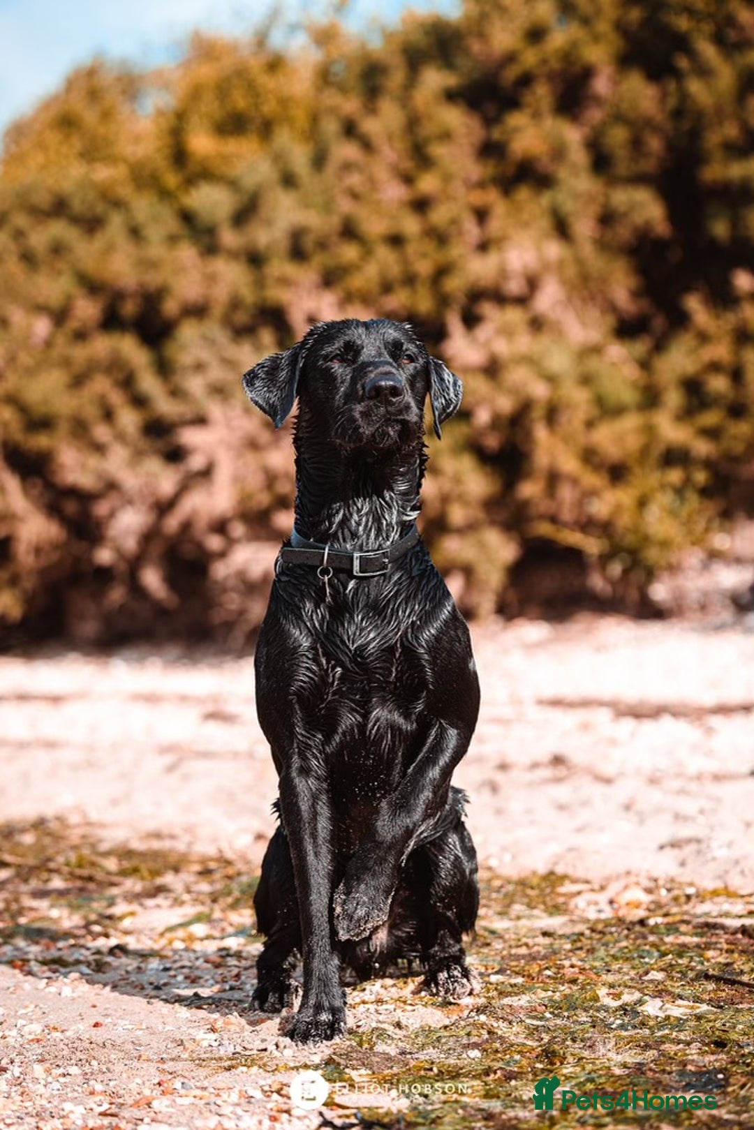 Labrador Retriever dogs for sale: Amazing Red/Black Lab Pups To Loving Pet Families - Image 10