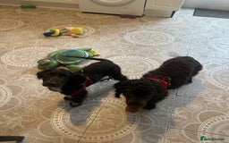 Cockalier dogs for sale: Ruben &rio  - Advert 4