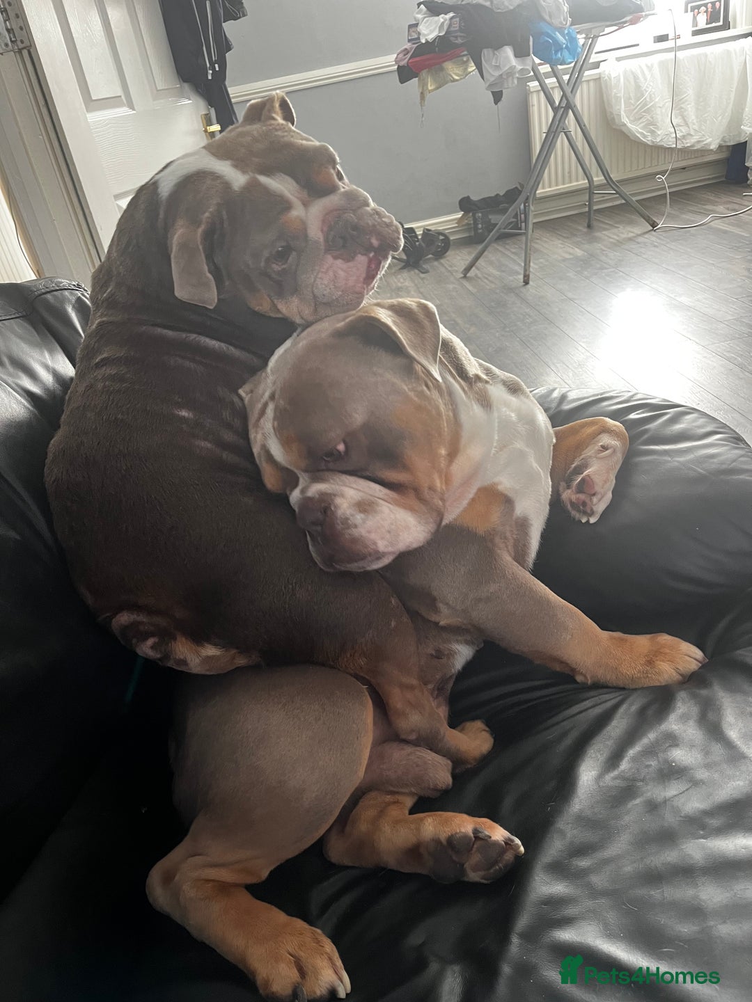 English Bulldog dogs for sale: Rehomimg due to break up - Image 22