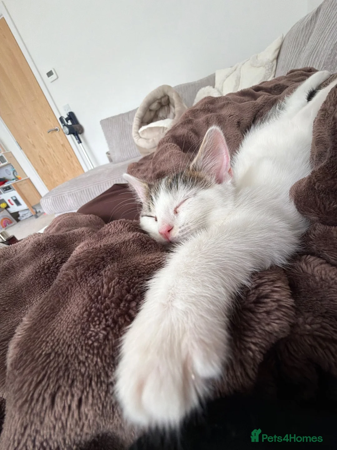 Mixed Breed cats for sale: Kitten in Hyde - Advert 2