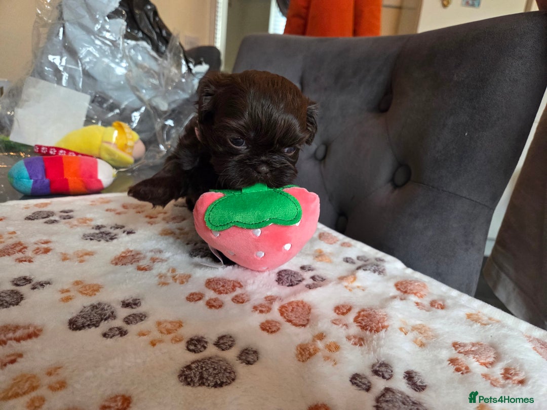 Shih Tzu dogs for sale: Shih Tzu Puppies For Sale  - Advert 26