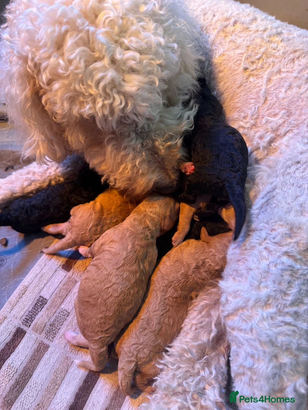 Mini Goldendoodle dogs for sale: Mini Goldendoodles - Advert 19