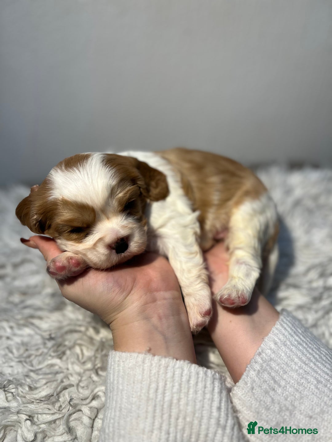 Cavalier King Charles Spaniel dogs for sale: Cavalier puppies  - Advert 11