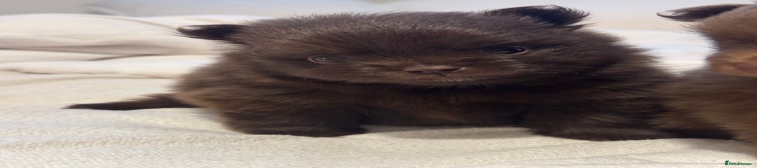 Pomeranian puppy chocolate boy / Rolo