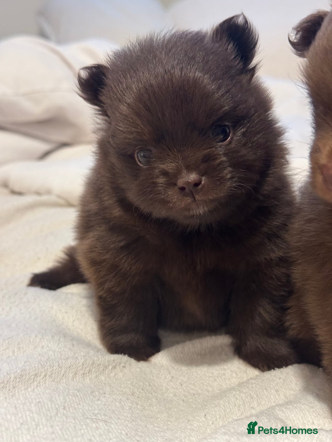 Pomeranian dogs for sale: *READY 24th Dec! x2 small boy poms for sale - Advert 4