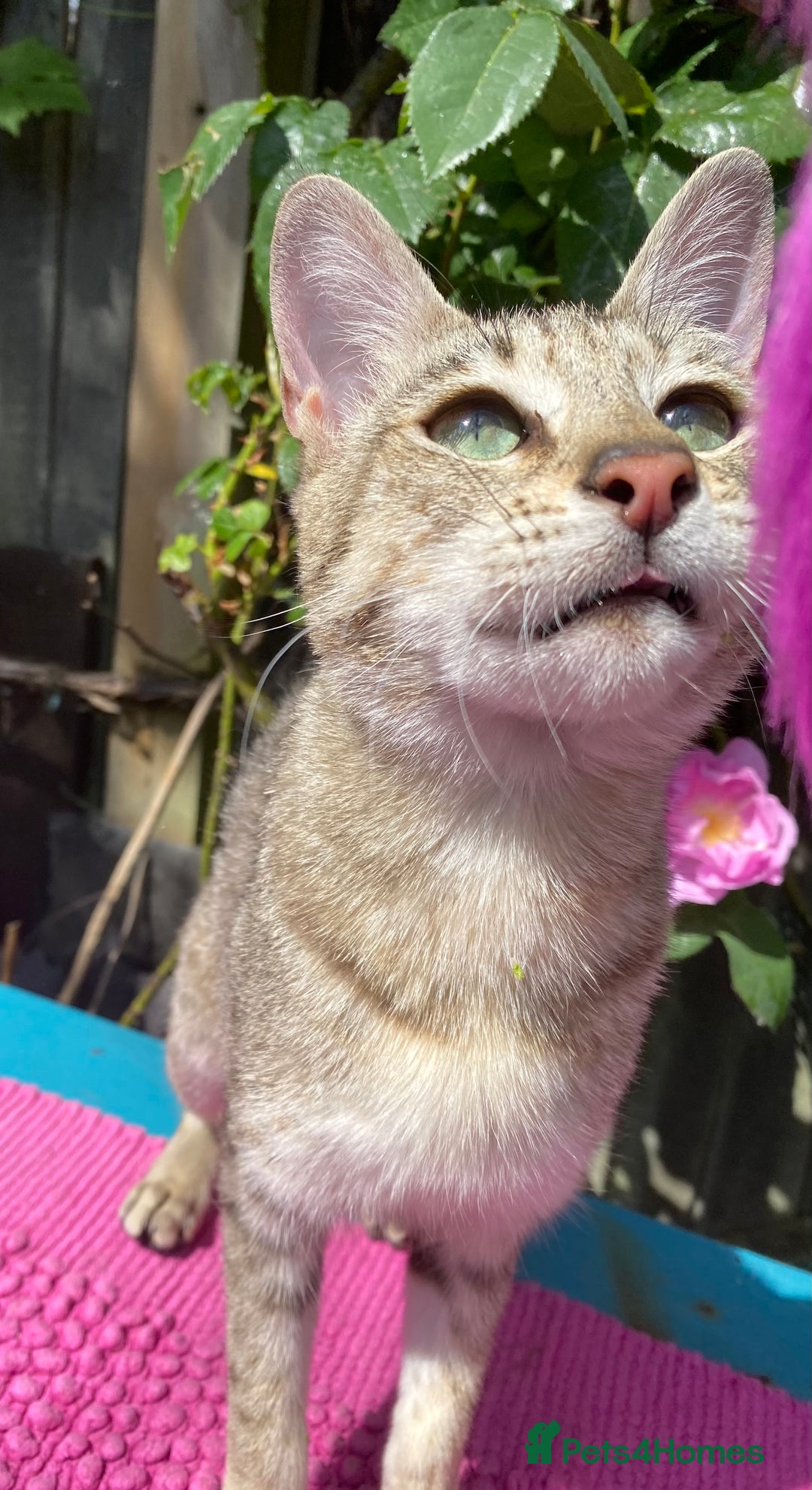 Savannah cats for sale: Pedigree F5 SBT SAVANNAH girl seeks forever home in Manchester - Image 2