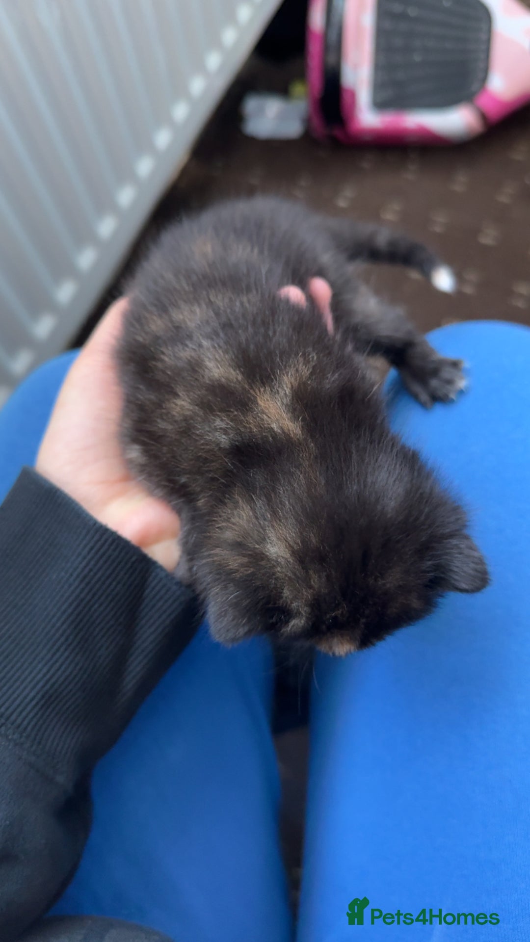 British Shorthair cats for sale: kittens - Advert 1