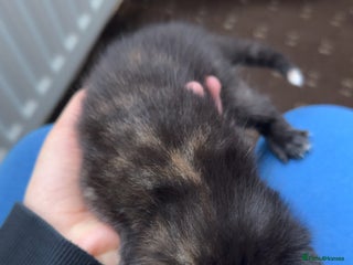 British Shorthair cats kittens - Advert 1