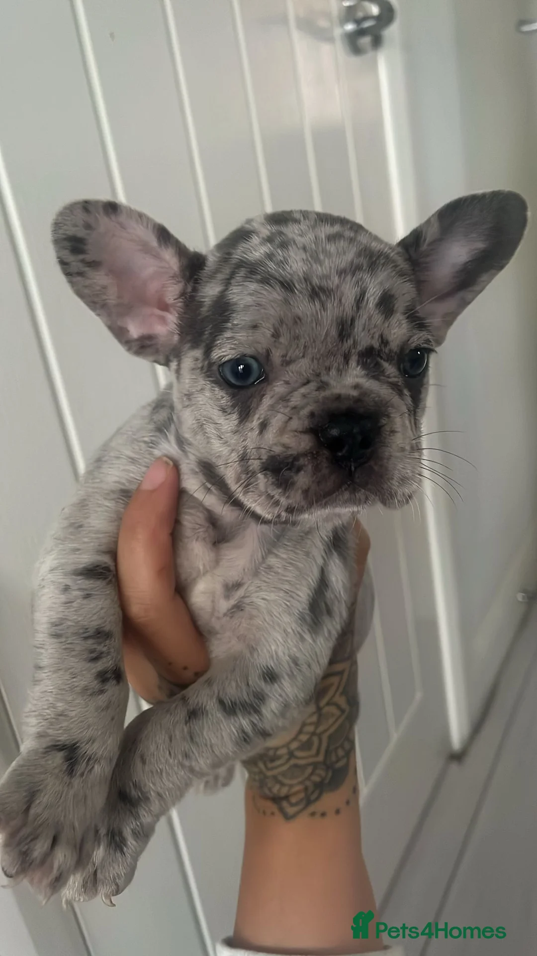 French Bulldog dogs for stud: Stunning blue merle 2year old stud - PROVEN in Lichfield - Advert 24