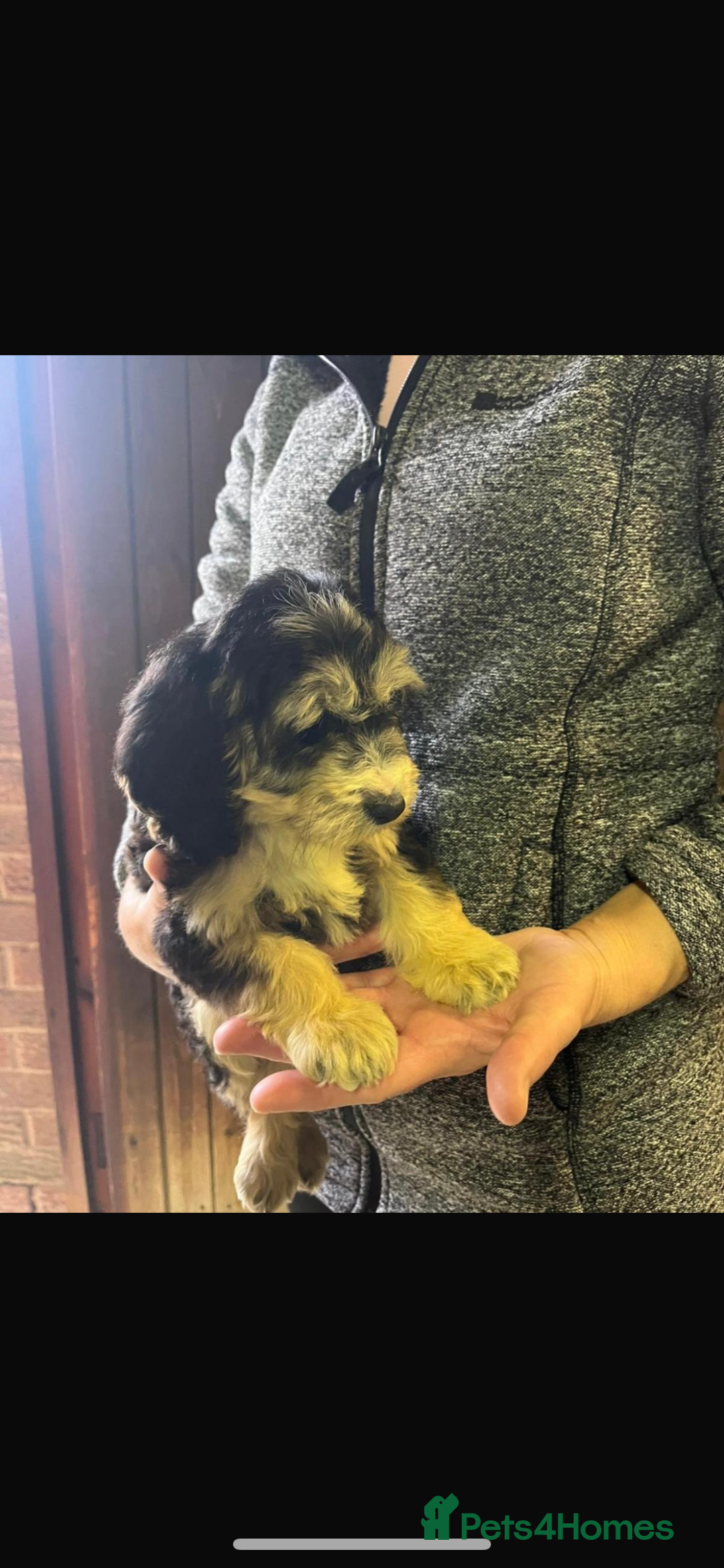 Cockapoo dogs for sale: Adorable show cocker poo puppies - Image 14